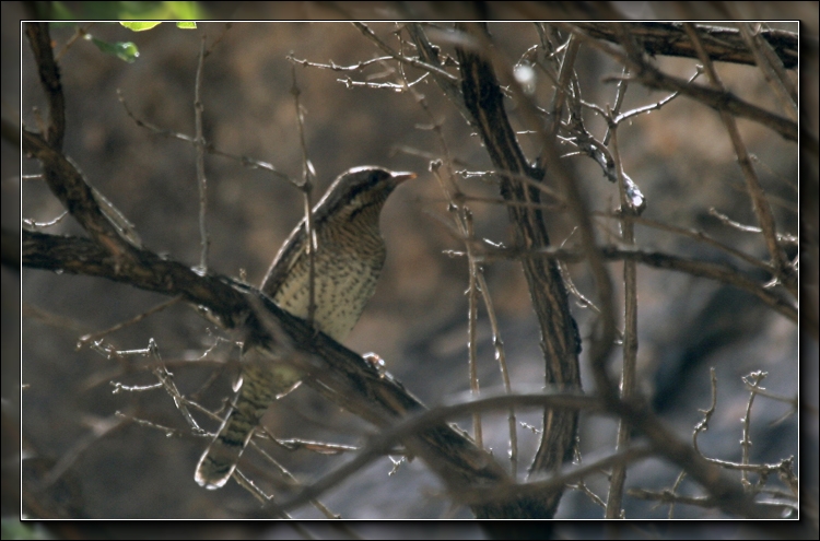 Eurasian Wryneck