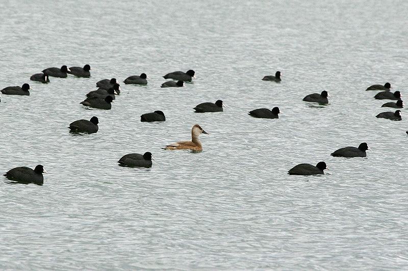 Red-crested Pochard