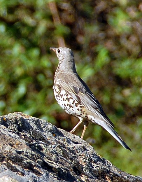 Mistle Thrush