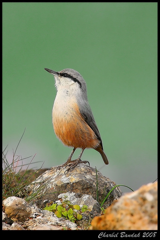 Western Rock Nuthatch