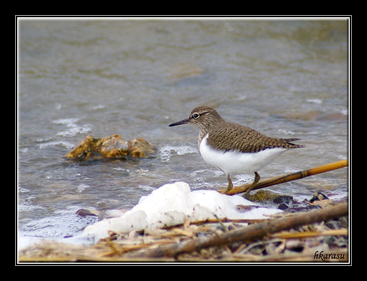 Common Sandpiper