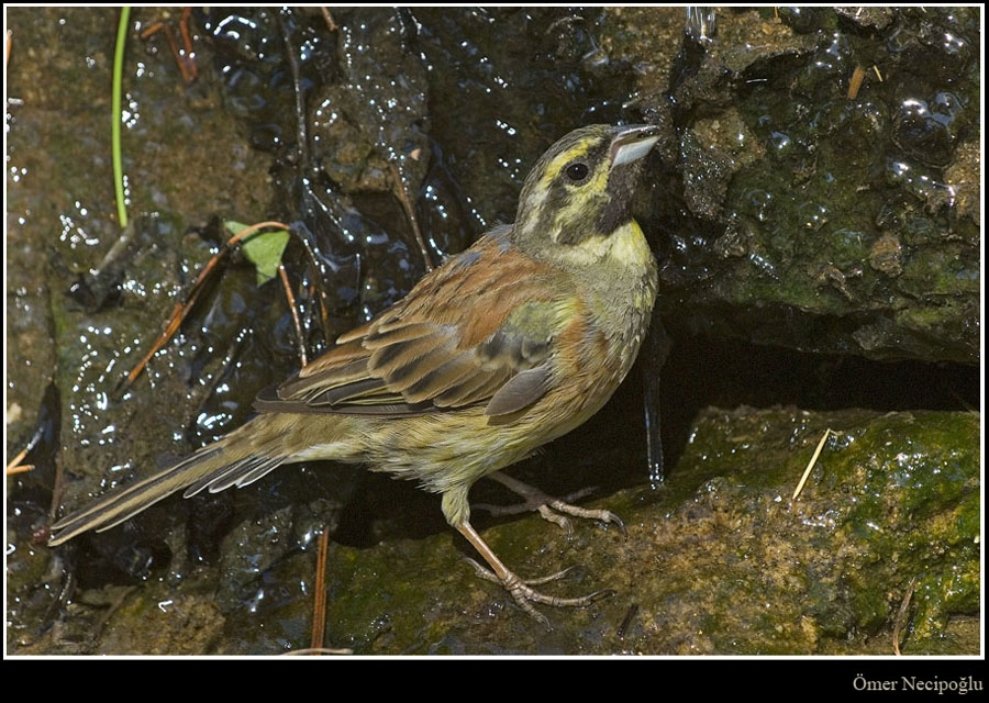 Cirl Bunting