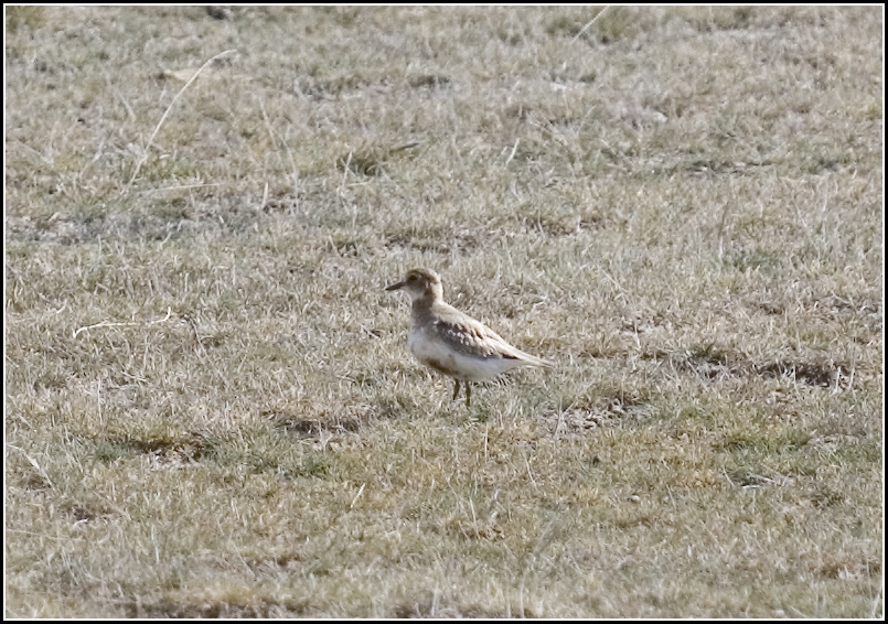 Greater Sand Plover
