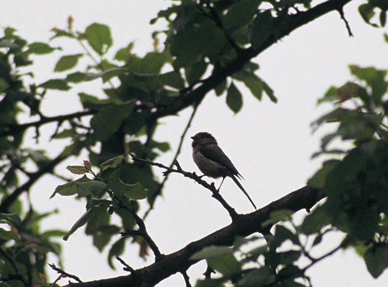 Long-tailed Tit