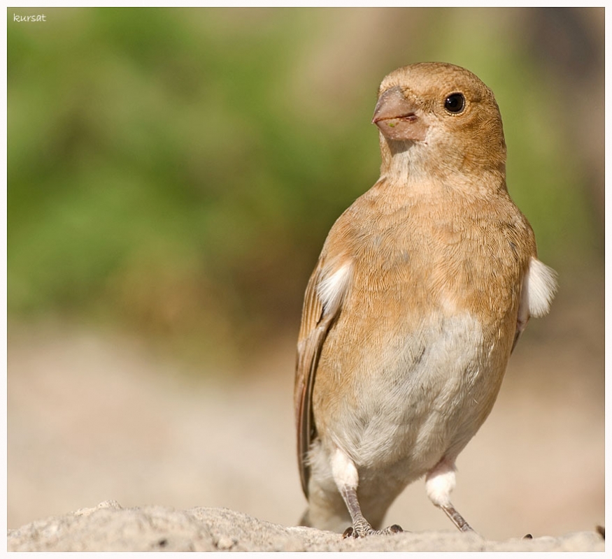 Crimson-winged Finch