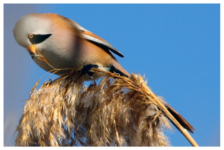 Bearded Reedling