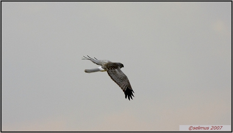 Hen Harrier