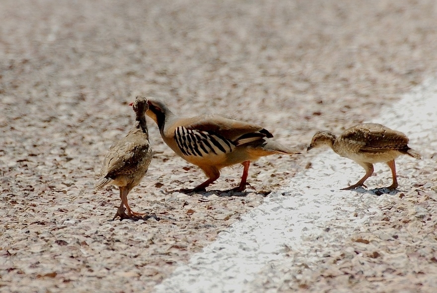 Chukar Partridge