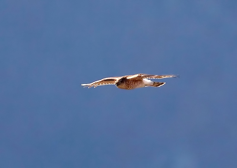 Eurasian Sparrowhawk
