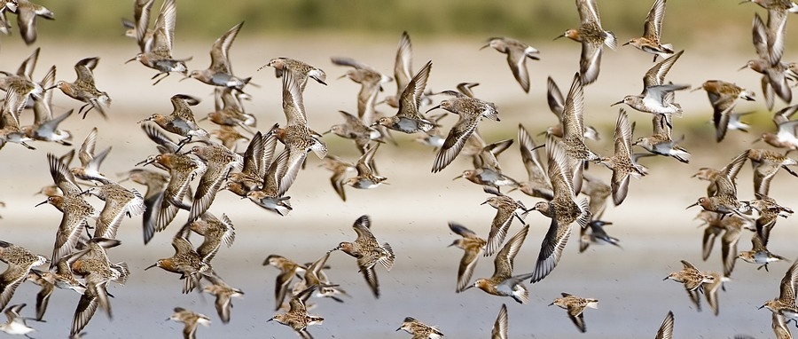 Curlew Sandpiper