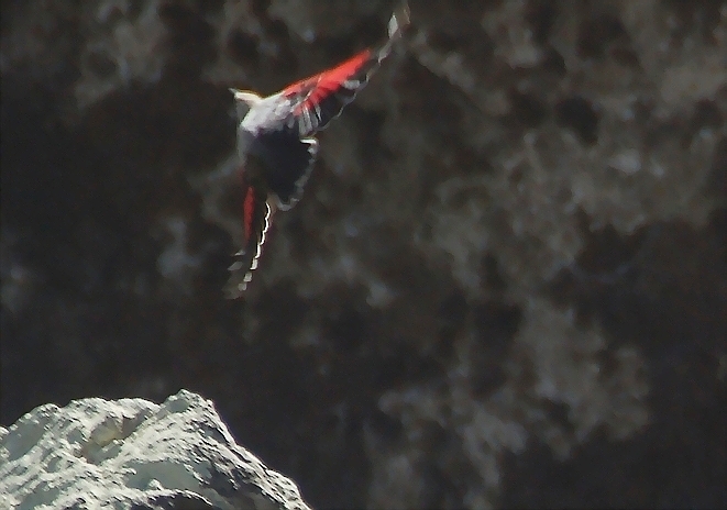 Wallcreeper