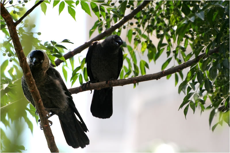 Western Jackdaw