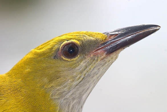 Eurasian Golden Oriole
