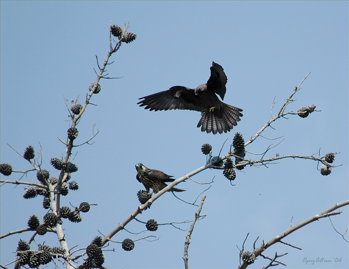 Eleonora`s Falcon