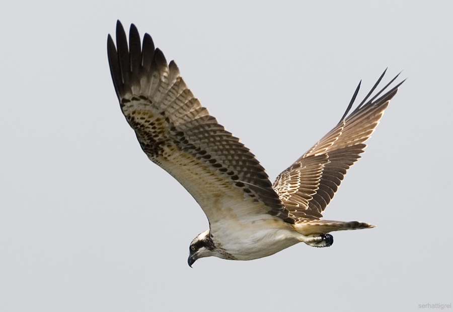 Osprey