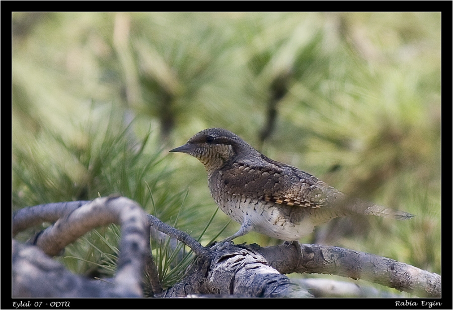 Eurasian Wryneck