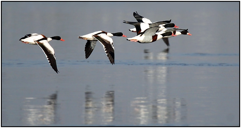 Common Shelduck