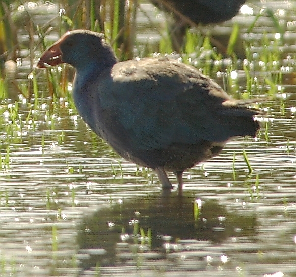 Grey-headed Swamphen