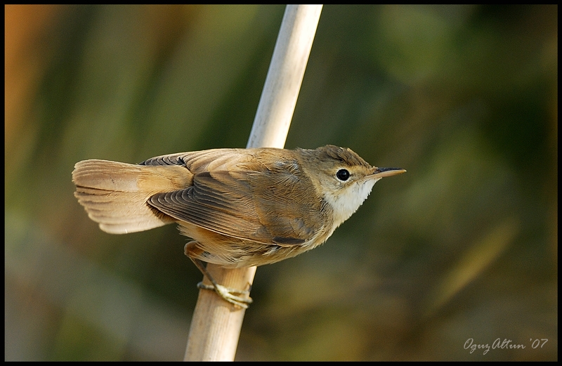 Common Reed Warbler