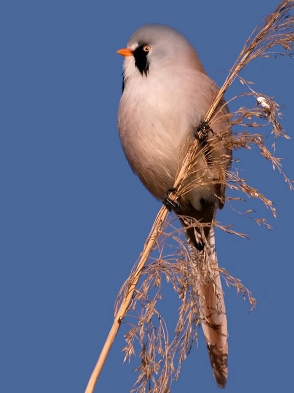 Bearded Reedling