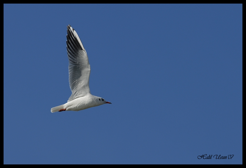 Black-headed Gull