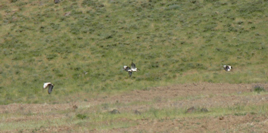 Great Bustard