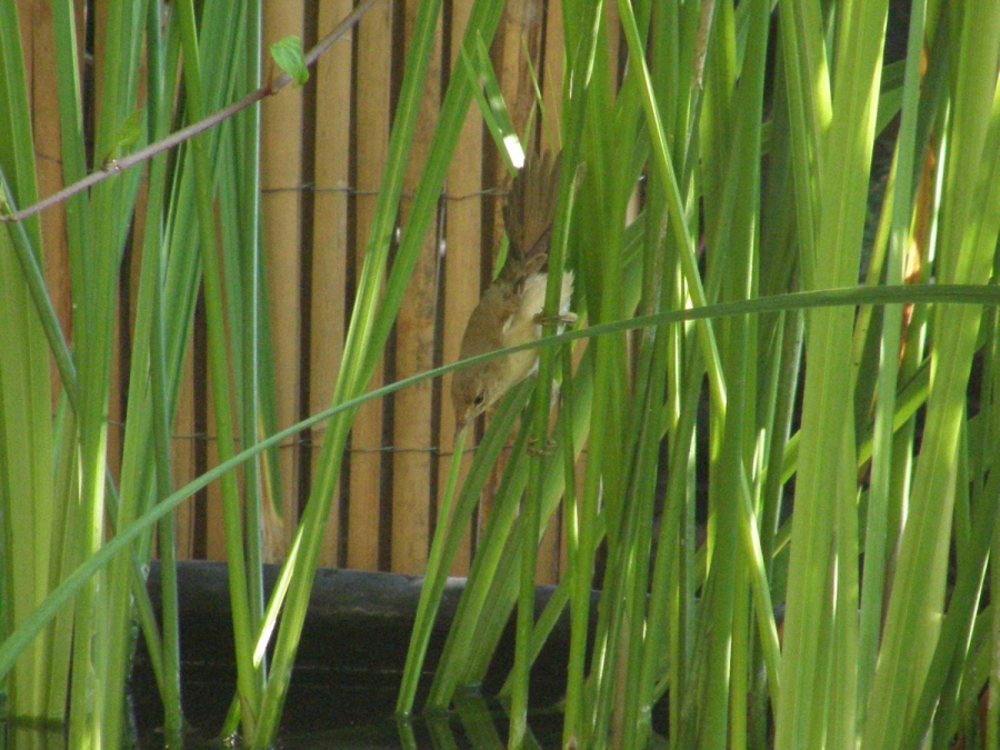Common Reed Warbler