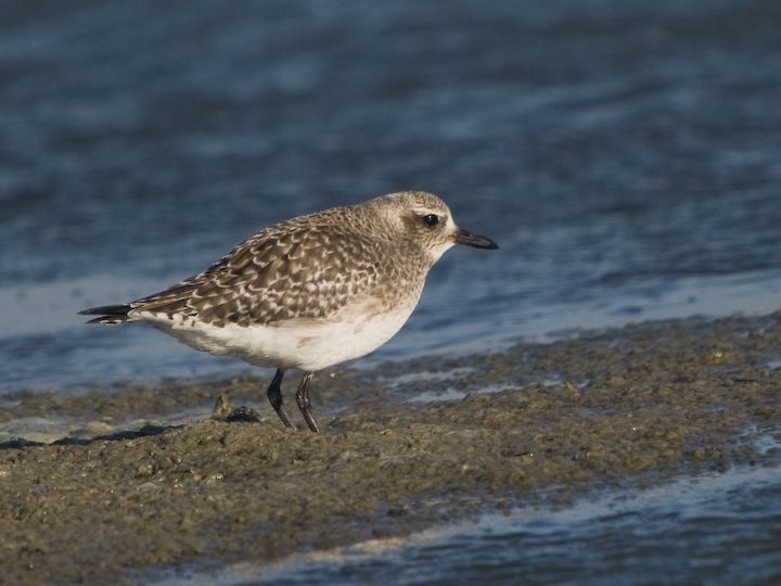 Grey Plover