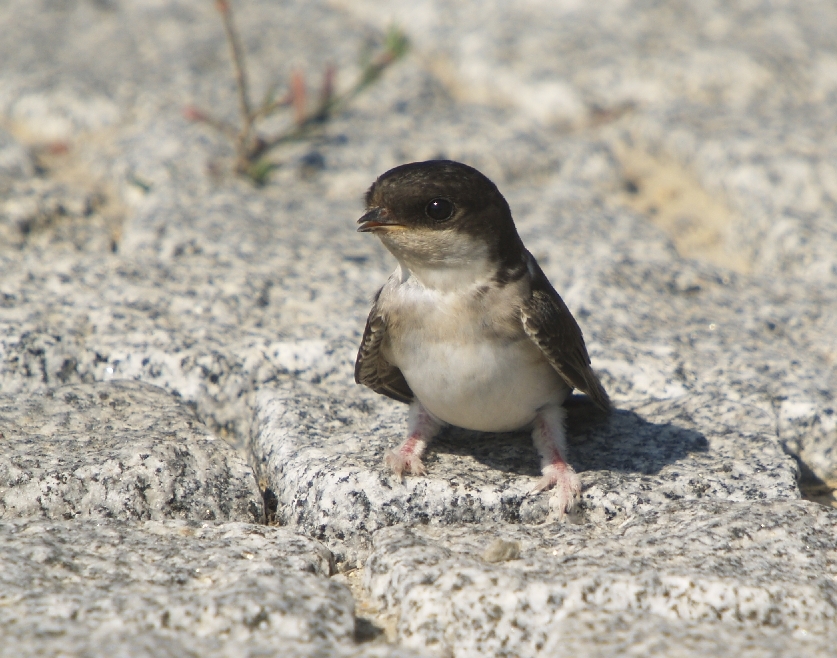 Western House Martin