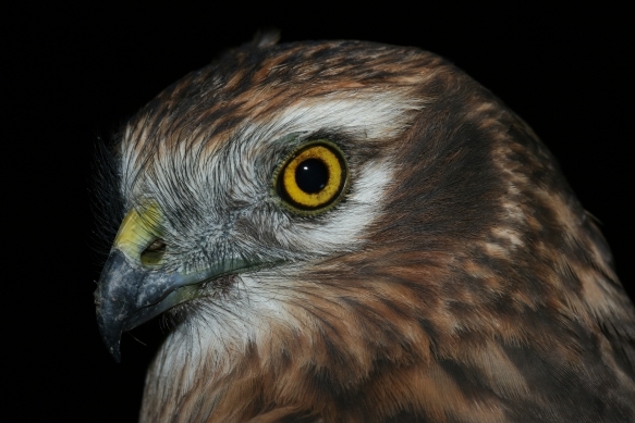 Montagu`s Harrier