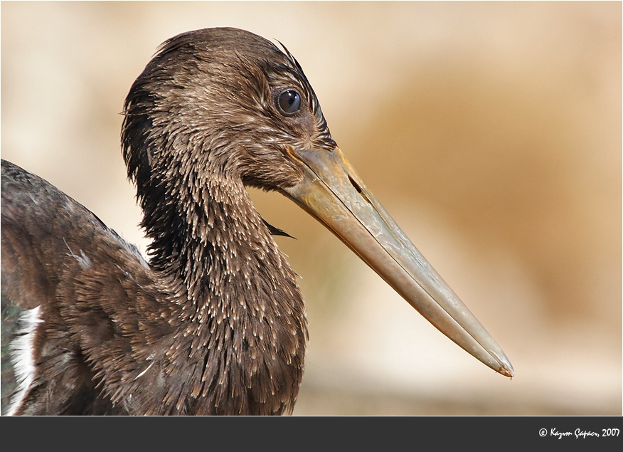 Black Stork