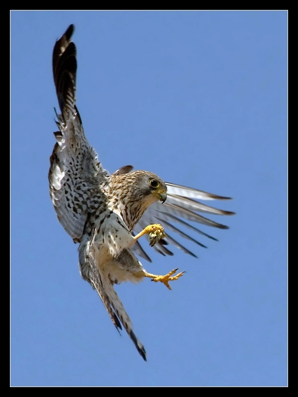 Common Kestrel