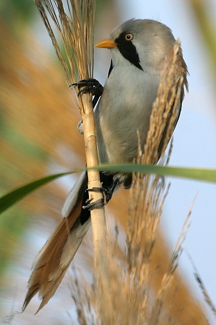 Bearded Reedling