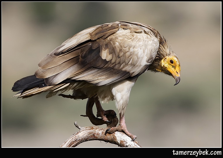 Egyptian Vulture