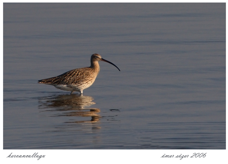Eurasian Curlew