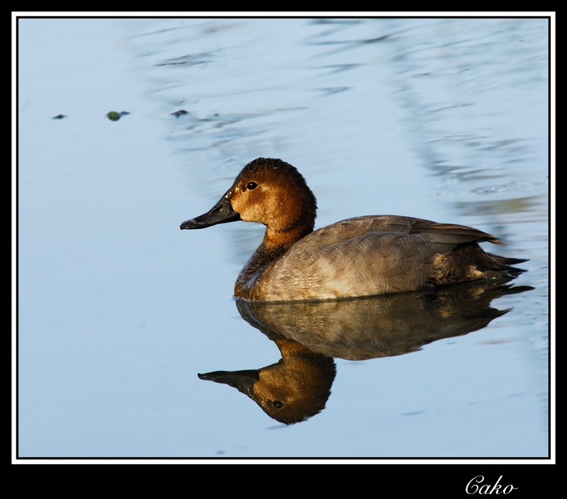 Common Pochard