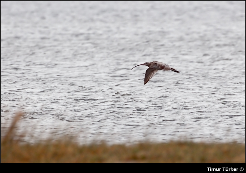 Eurasian Curlew