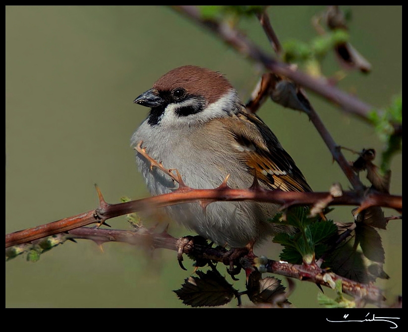 Eurasian Tree Sparrow