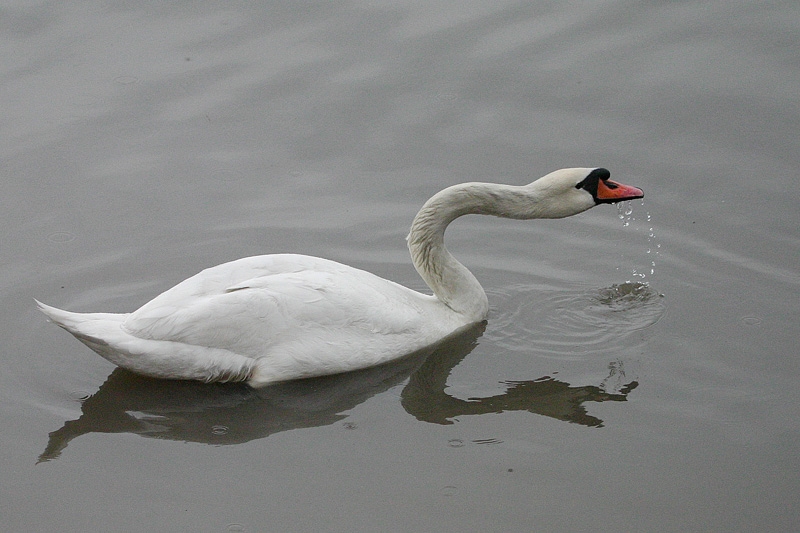 Mute Swan