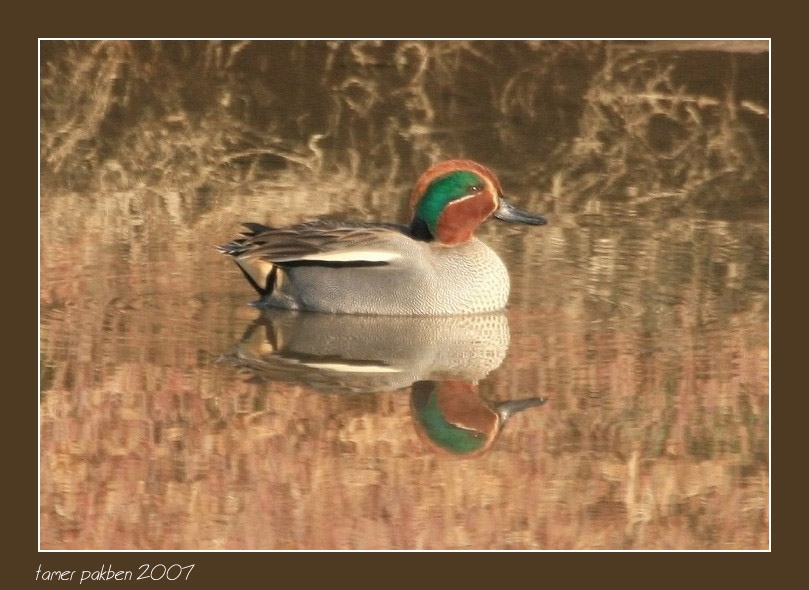 Eurasian Teal
