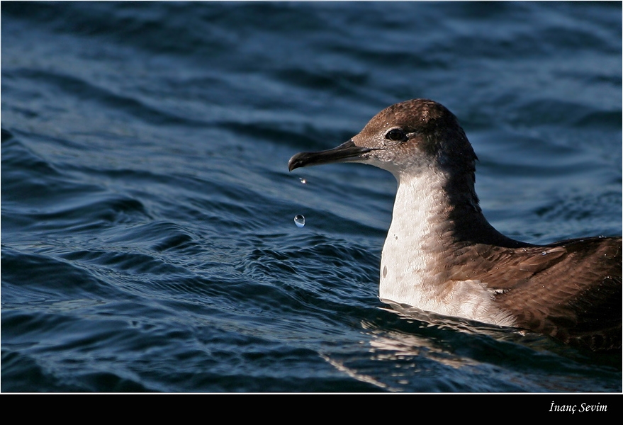Yelkouan Shearwater