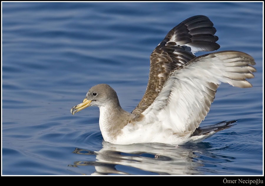 Scopoli`s Shearwater