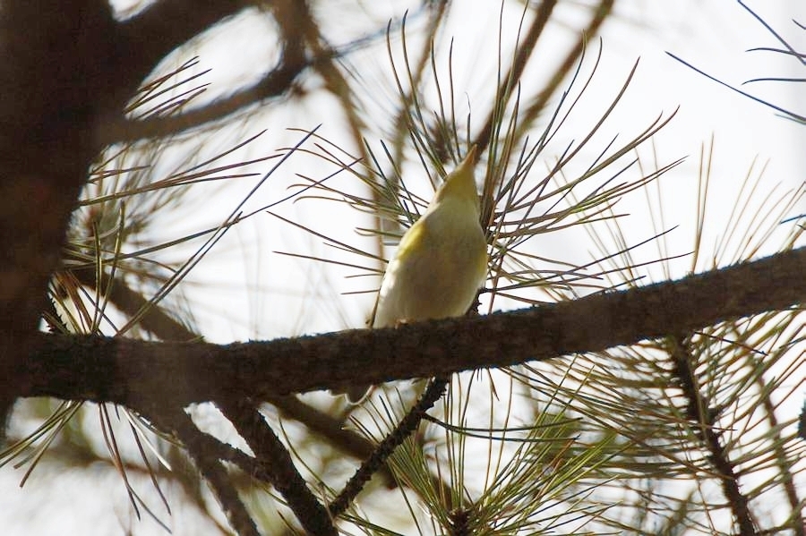 Wood Warbler