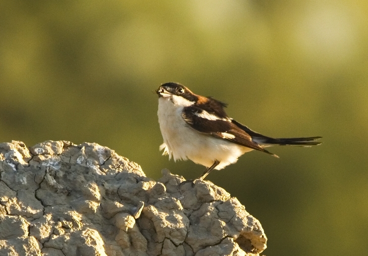 Woodchat Shrike