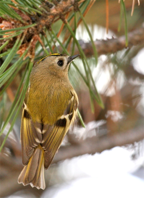 Goldcrest