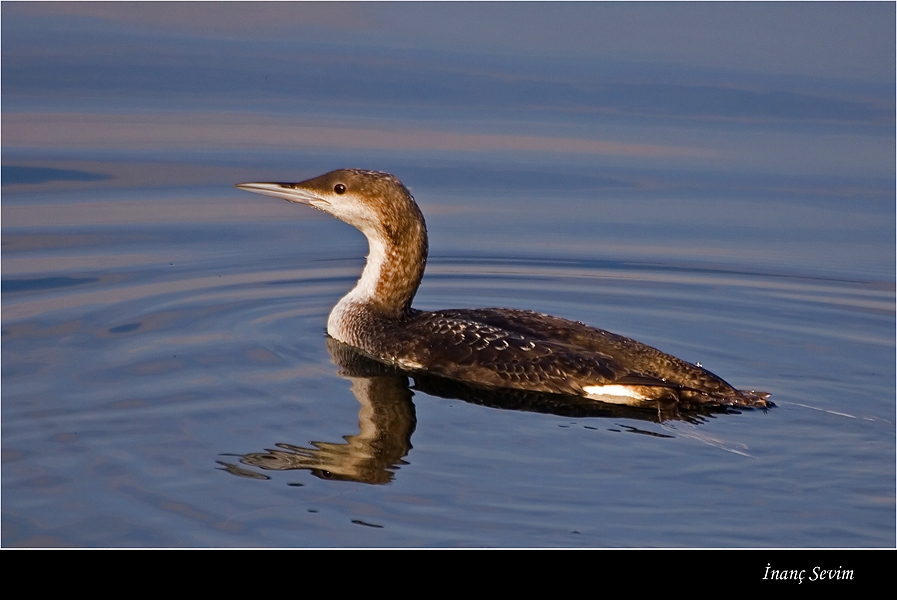 Black-throated Loon