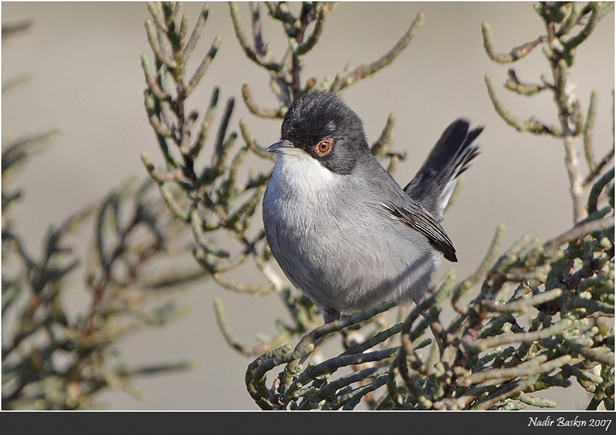 Sardinian Warbler