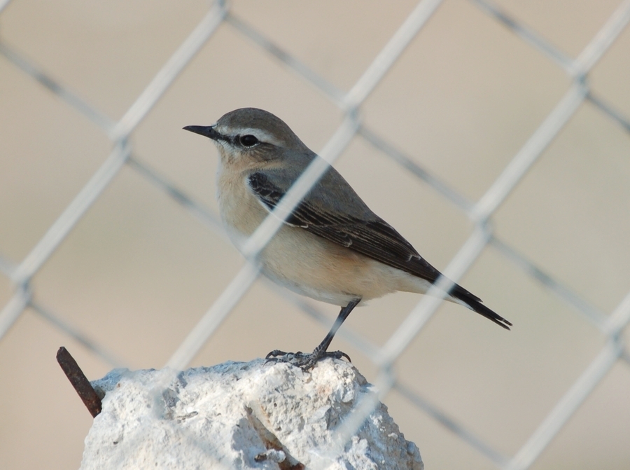 Northern Wheatear