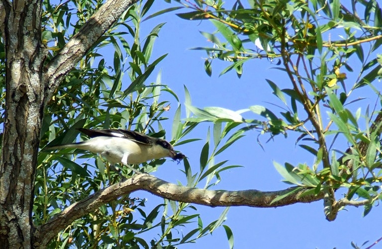 Lesser Grey Shrike