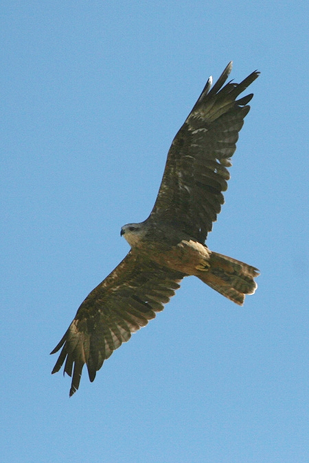 Black Kite